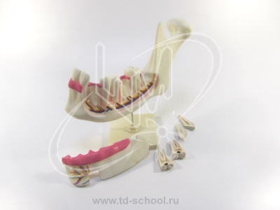 Модель строения челюсти человека