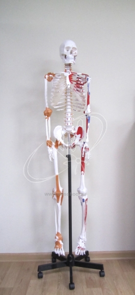 Модель скелета человека с мышцами
