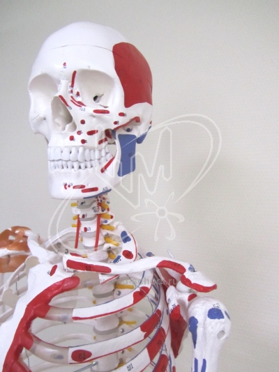 Модель скелета человека с мышцами