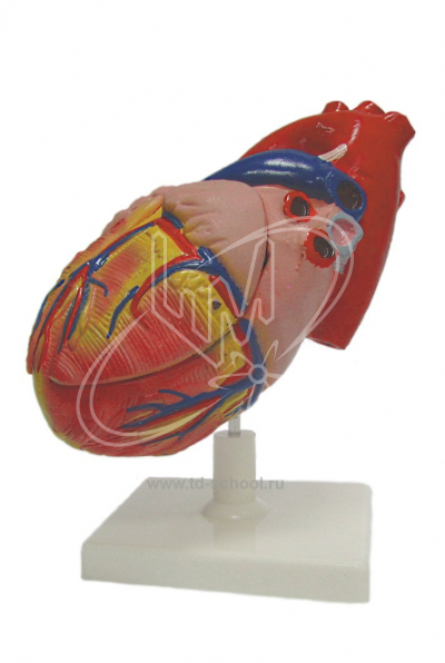 Модель строения сердца человека 
