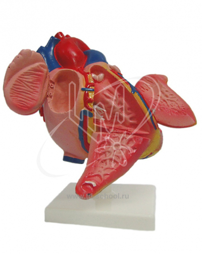 Модель строения сердца человека 