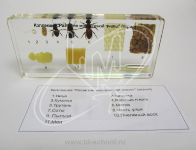 ��������� "�������� ���������� �����"