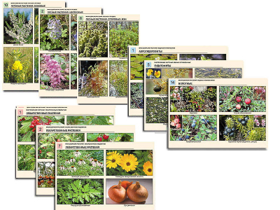 �������� ����������� ������ �� ��������